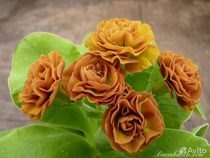 Примула ушковая аурикула