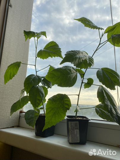 Гибискус китайская роза красная махровая