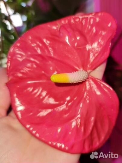 Анткриум Колорадо