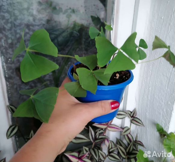 Кислицы (оксалис). Хлорофитум