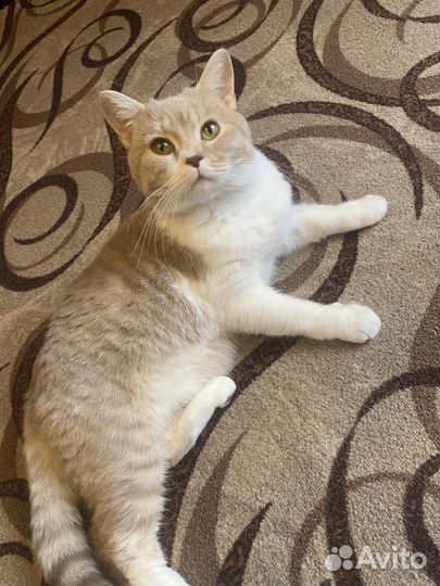 Британская прямоухая