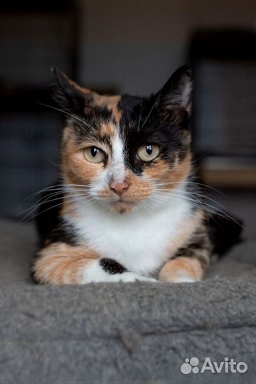 Трехцветная кошка