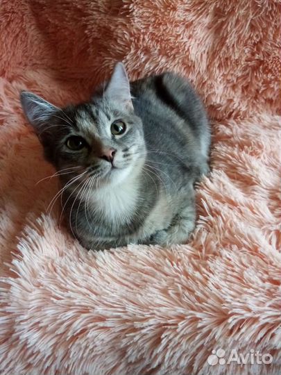 Голубое сокровище