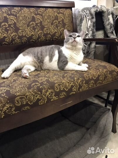 В добрые руки пристраивается кошечка