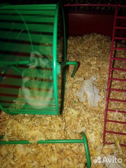 Джунгарский хомяк с клеткой