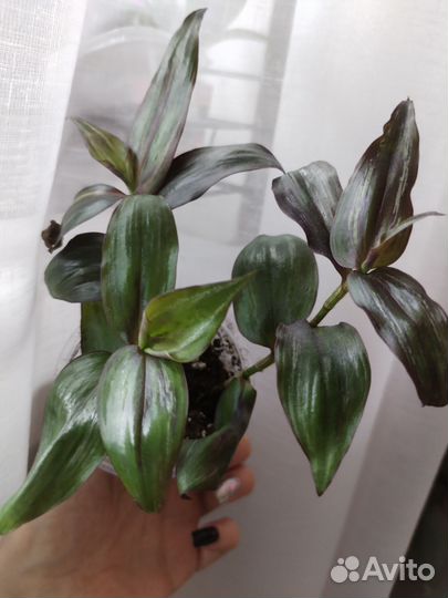 Традесканция (разные виды). Часть2