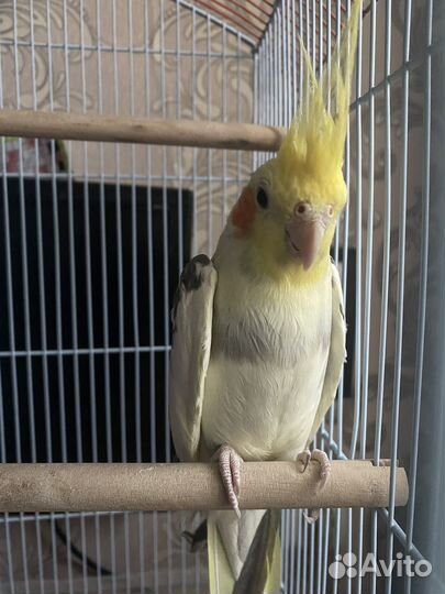 Попугай корелла