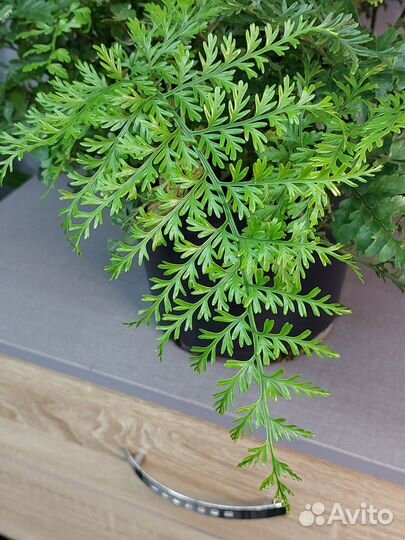 Папоротник асплениум Parvati