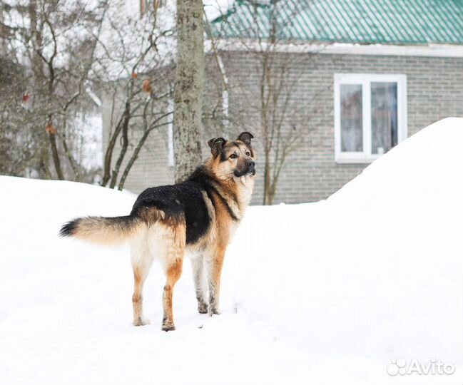 Собака (Шони)