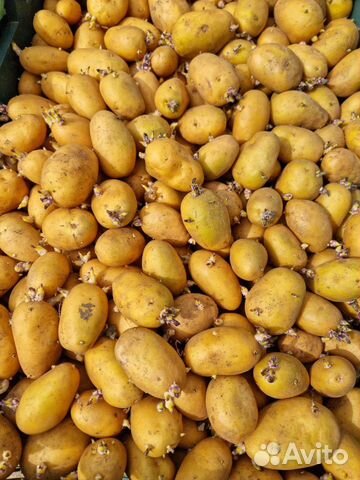 Семенной картофель голландка