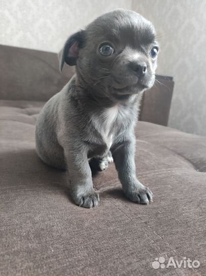 Щенки чихуахуа