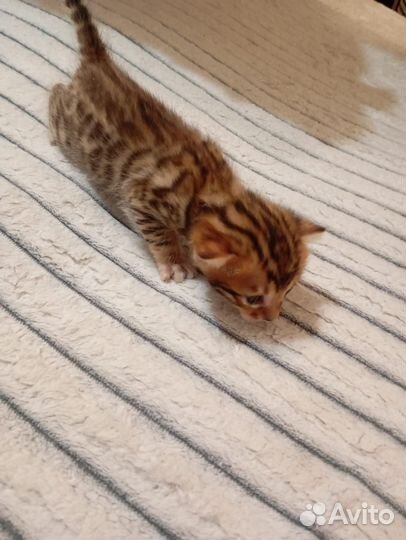 Бенгальские котята