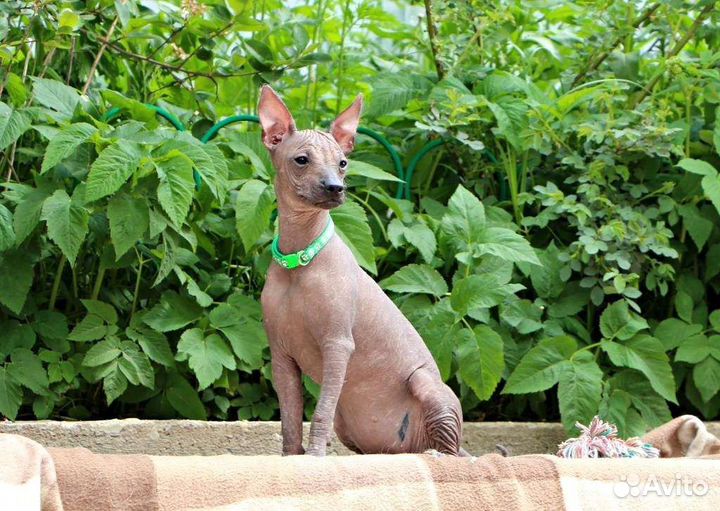 Ксолоитцкуинтли мини