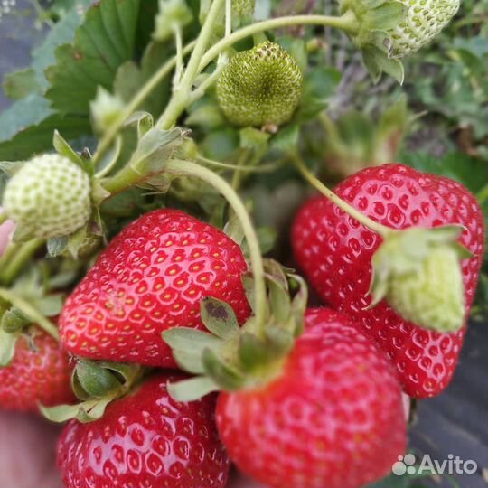 Клубника ягода