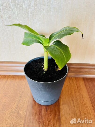 Банан Киевский карлик