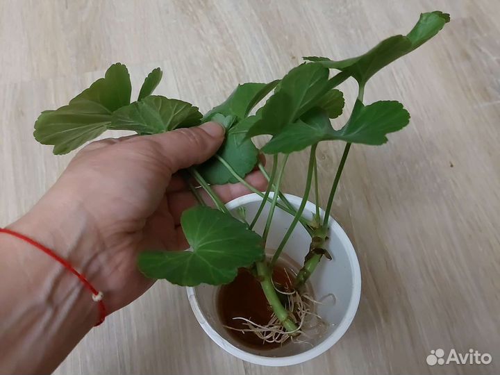 Герань пеларгония розебудная красная