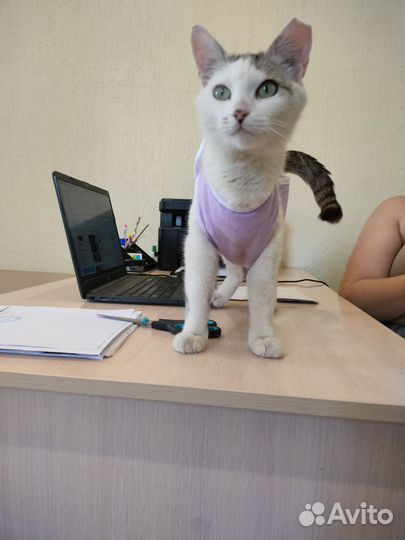 Котенок в добрые руки