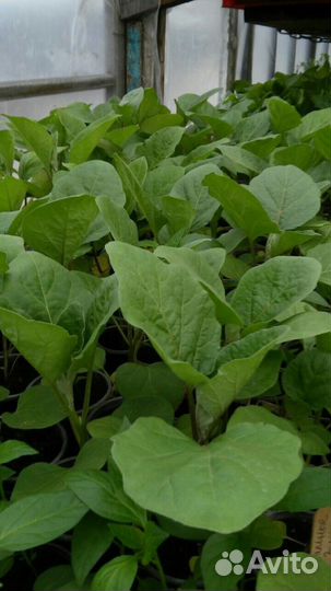 Рассада (баклажаны, томаты, перец)