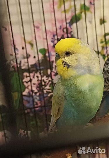 Попугай волнистый,Получех