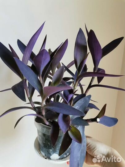 Сет из 3 комнатных цветов для южного окна