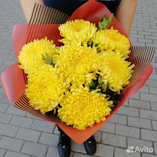 Хризантема шапка