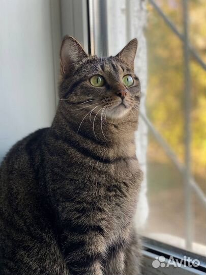 Молодая кошечка