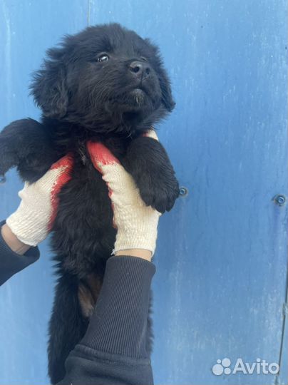 Щенок в добрые руки