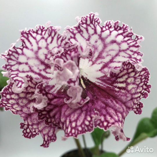 Стрептокарпус UA Танцовщица