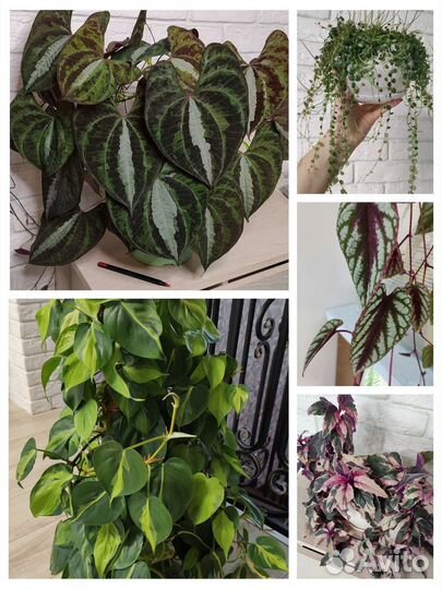 Разные сортовые