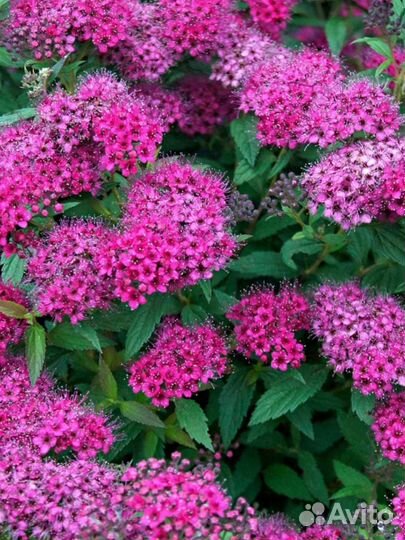 Садовые кустарники