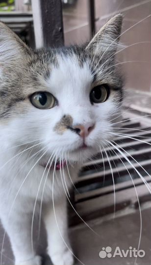 Очаровательный ласковый котик Пушок