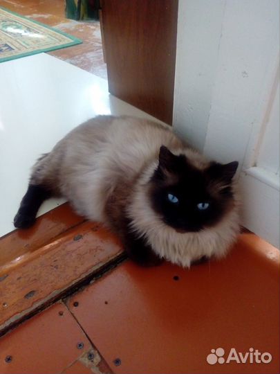 Котята от тайской кошки