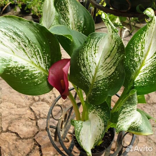 Калла Frozen Queen