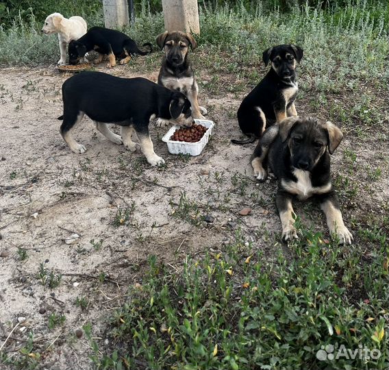 Щенок в добрые руки бесплатно