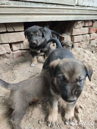 Щенки