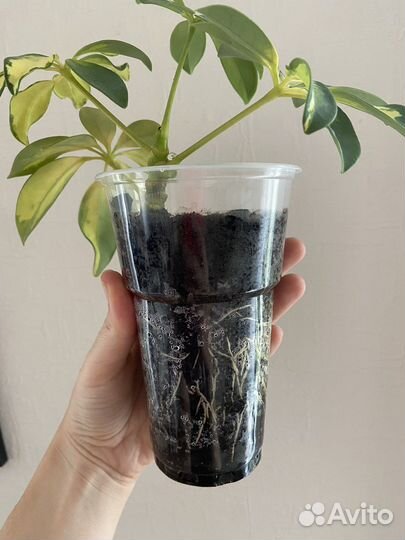 Шефлера вариегатная