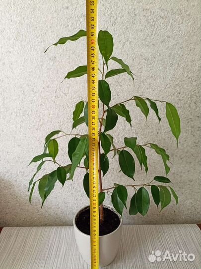 Фикус бенджамина с горшком 51 см