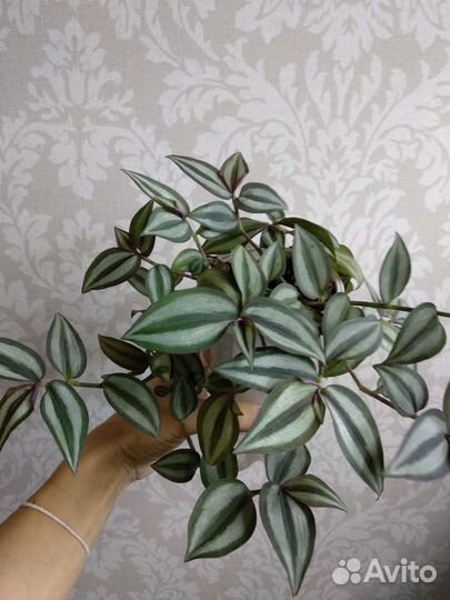 Традесканция зебрина