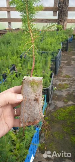 Сеянцы ели зкс и окс