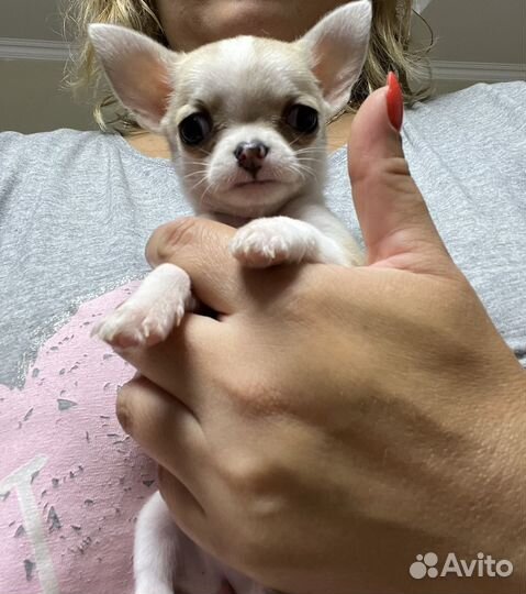 Чихуахуа мини