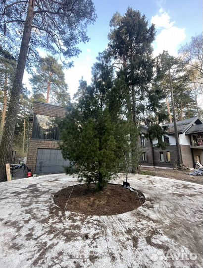 Сосна веймутова