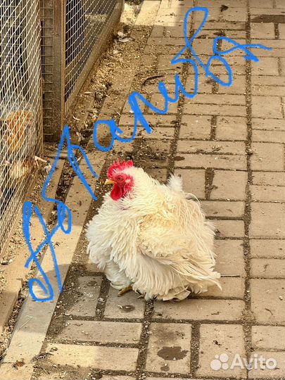 Курочки с цветным яйцом