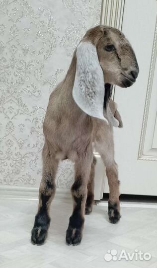 Козочки нубийские