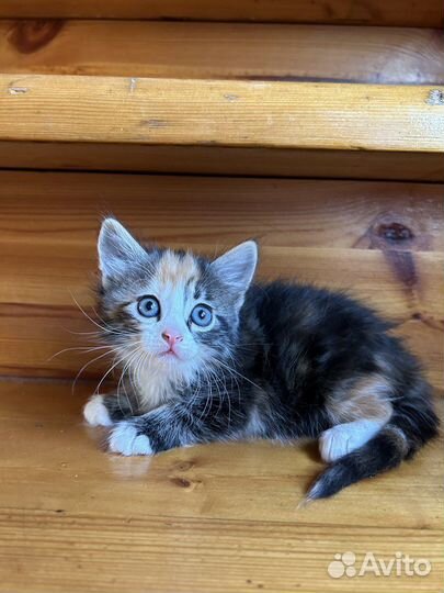 Трехцветный котенок