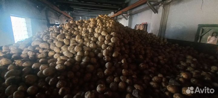 Продам картофель сорт 