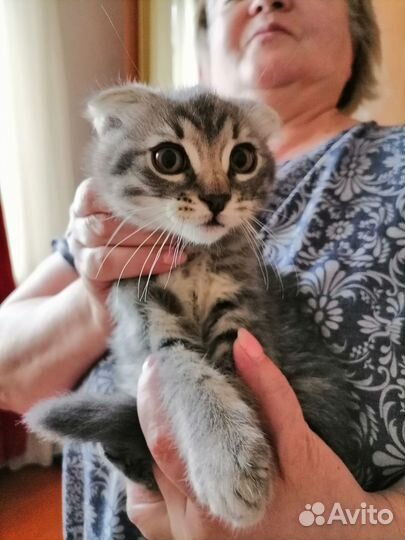 Британские котята