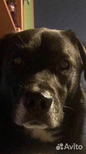 Кобель для вязки