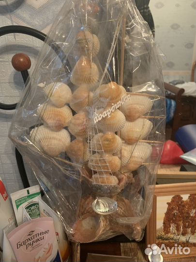 Морские ракушки раковины