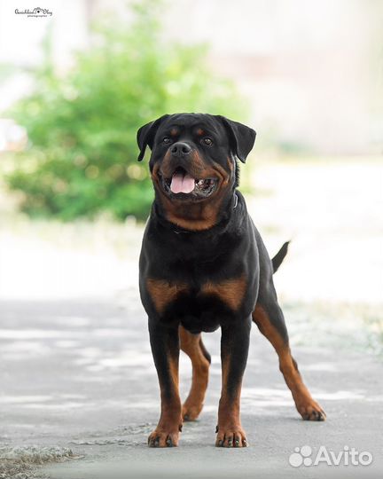 Вязка ротвейлера