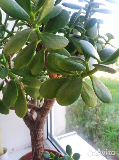 Толстянка крассула